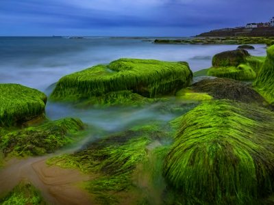 benefits of sea moss