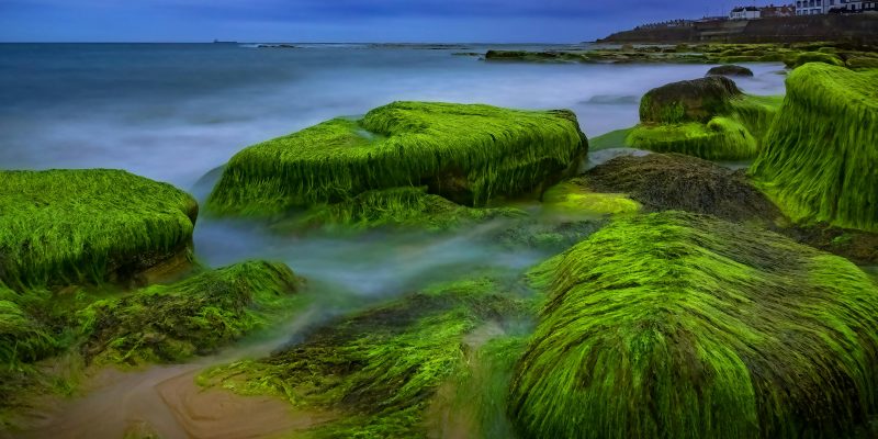 benefits of sea moss