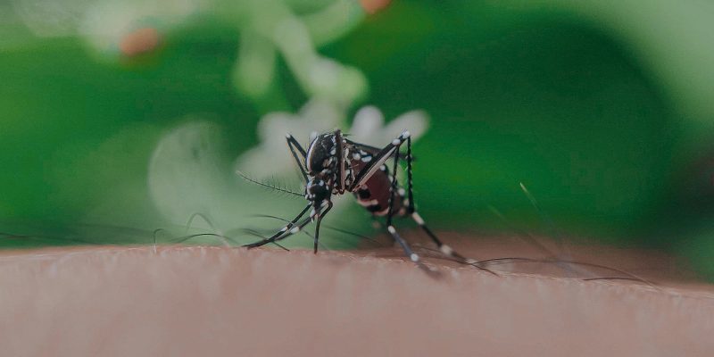 skeeter syndrome vs normal bite